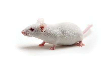 humanized mice are immunodeficient models used in studies for immuno-oncology and infectious disease research